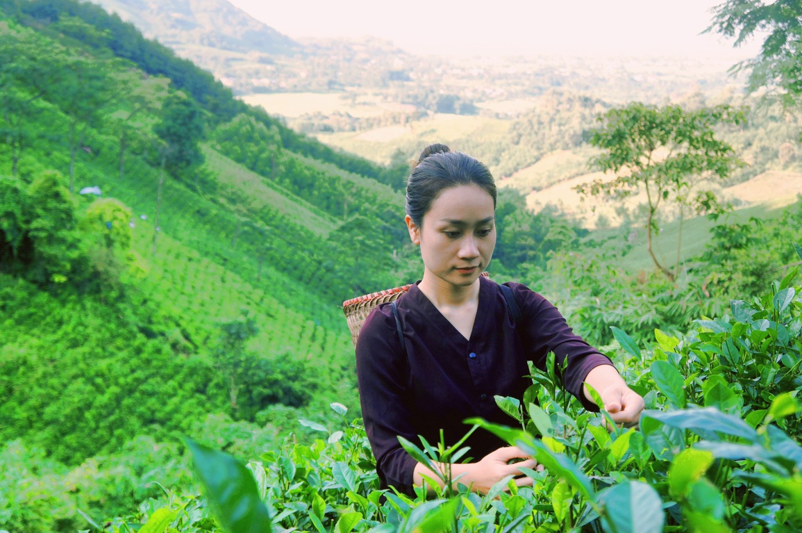 Hành trình bỏ phố về rừng, trồng chè sạch của những người trẻ - 9 Hành trình bỏ phố về rừng, trồng chè sạch của những người trẻ - 9
