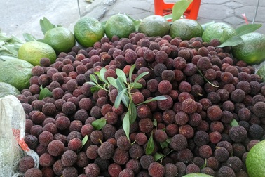 Đầu hè, quả Thanh mai mất giá và ế sưng