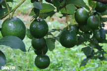 Loại quả nhiều nơi cho không ai lấy, anh cán bộ tranh thủ... thu tiền tỷ