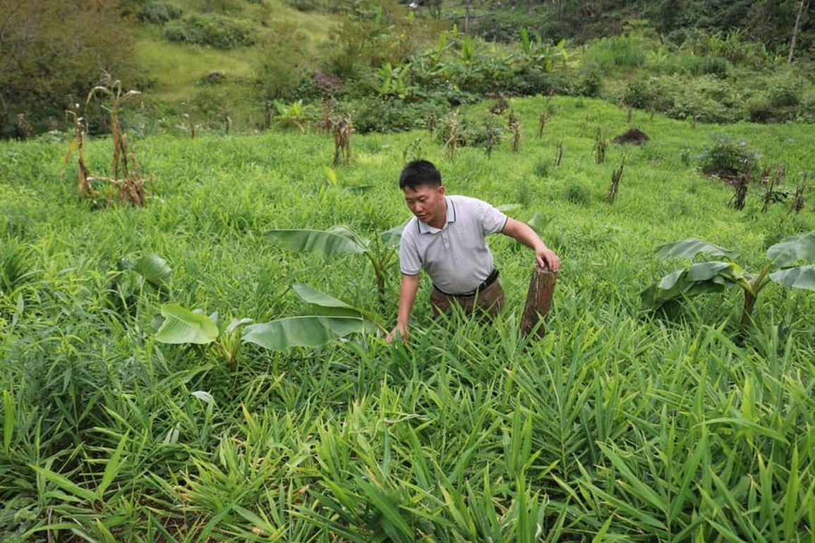 Huyện nghèo mắc kẹt vì cây thoát nghèo - 3 Huyện nghèo mắc kẹt vì cây thoát nghèo - 3