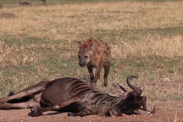 Linh dương đầu bò bị thương, vùng vẫy trong tuyệt vọng trước linh cẩu