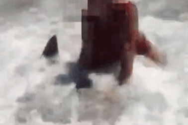 Cá mặt trăng chết ngạt vì bị người đàn ông ngồi đè lên