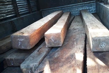 Khởi tố 2 đối tượng chở gỗ lậu tông xe, hành hung lực lượng kiểm lâm