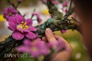 Hình ảnh "Lão đào dáng huyền" độc nhất vô nhị giá hơn nửa tỷ đồng