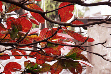 Hà Nội mùa lá đỏ...