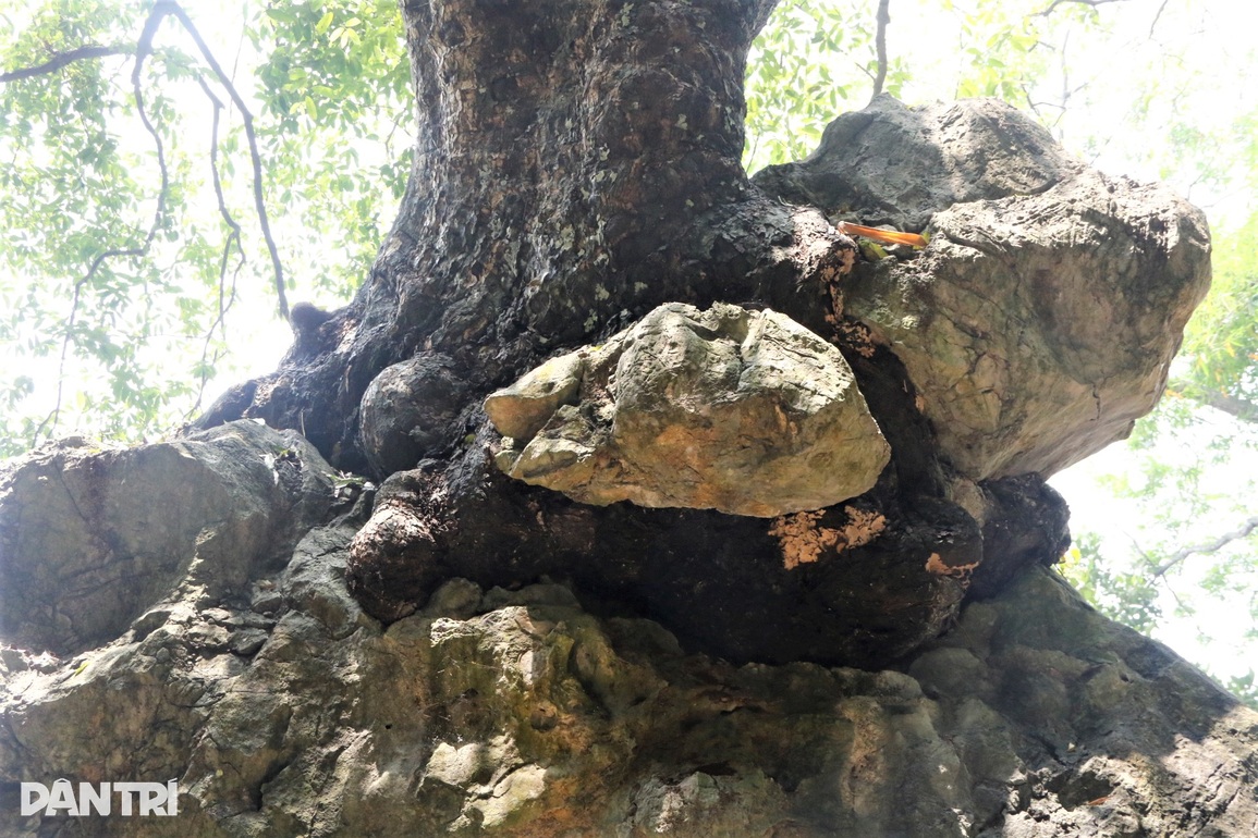 Chiêm ngưỡng cây thị nghìn tuổi ngự trên khối đá trăm triệu năm - 3 Chiêm ngưỡng cây thị nghìn tuổi ngự trên khối đá trăm triệu năm - 3