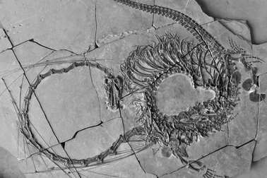 Hóa thạch của sinh vật giống loài rồng trong truyền thuyết tại Trung Quốc