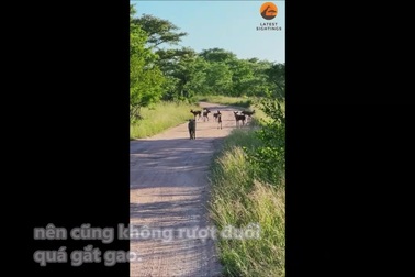 Tình huống chạm mặt bất ngờ giữa 3 loài săn mồi đáng sợ nhất châu Phi