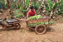 Chiến dịch cứu… chuối