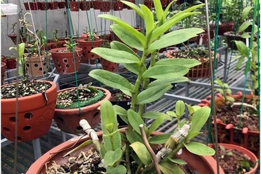 Bỏ 4,5 triệu đồng chơi thử lan đột biến, anh thợ điện máy gây dựng gia tài 10 tỷ đồng