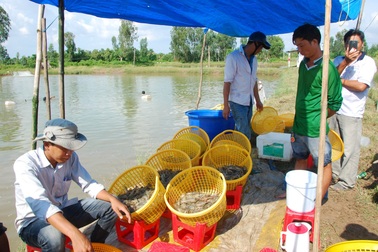 Năm 2020, ngành nuôi tôm nước lợ Sóc Trăng "trúng mánh"