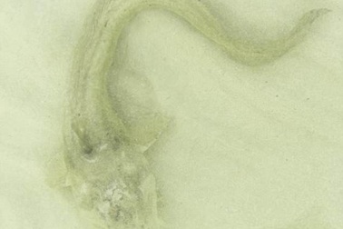 Ngư dân phát hoảng khi thấy cá “quái vật” dài 1m bơi dưới chân