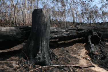 Vô vàn cây “gỗ đen” quý hiếm trơ lại sau vụ cháy rừng Hoàng Liên 