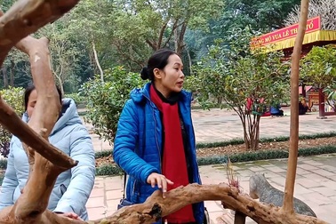 Độc đáo cây ổi biết cười ở khu di tích Lam Kinh