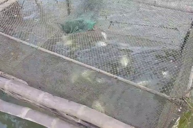 Dân điêu đứng vì hàng chục tấn cá lồng nước lợ chết đột ngột