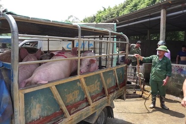 Lợn sống từ Lào - Campuchia đổ về, lợn hơi trong nước liên tục mất giá