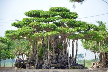 Cặp sanh 'cửu long vọng nguyệt' 10 tỷ 'thách thức' đại gia