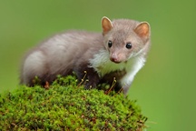 Một số loài động vật gây hại lại có lợi ích lớn cho cuộc sống ngày nay