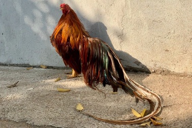 Chi chục triệu đồng mua cặp gà tre đuôi dài nửa mét, dáng oai vệ chơi Tết