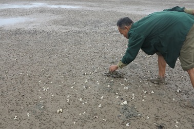 Người dân lao đao vì ngao chết trắng bãi 