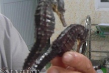 "Phất lên" nhờ nuôi cá ngựa trên biển