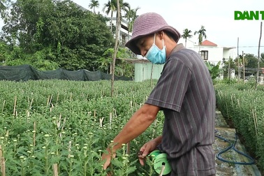 Làng hoa Hội An tất bật vào mùa Tết