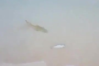 Khoảnh khắc hiếm gặp cá mập “bò” lên bờ để bắt cá