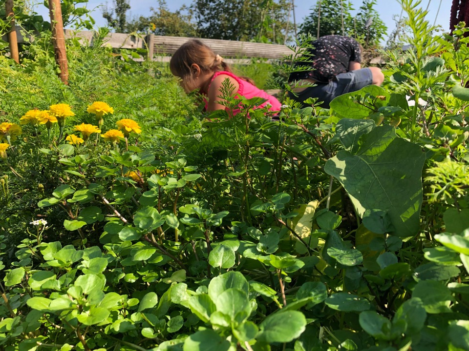 Sửng sốt khu vườn 100m2 tràn ngập hoa trái của mẹ Việt ở Hà Lan - 11