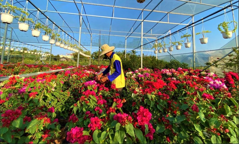 Vườn hoa giấy nhiều màu sắc mang lại thu nhập cao cho lão nông Bến Tre - 1 Vườn hoa giấy nhiều màu sắc mang lại thu nhập cao cho lão nông Bến Tre - 1