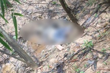 Phát hiện thi thể người đàn ông đang phân hủy trong rừng tràm