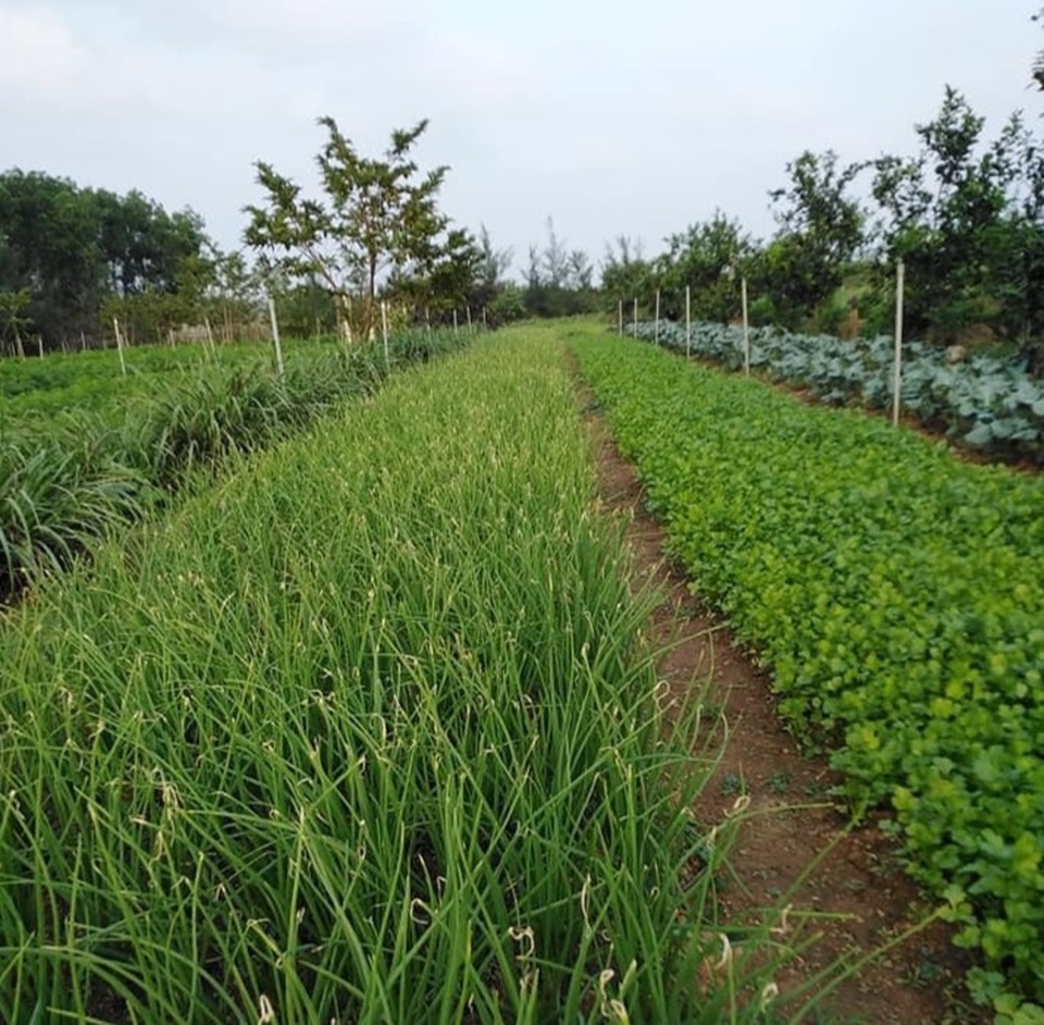 Thạc sĩ nông nghiệp bỏ việc về quê trồng rau sạch thu gần 1 tỷ đồng mỗi năm - 4 Thạc sĩ nông nghiệp bỏ việc về quê trồng rau sạch thu gần 1 tỷ đồng mỗi năm - 4