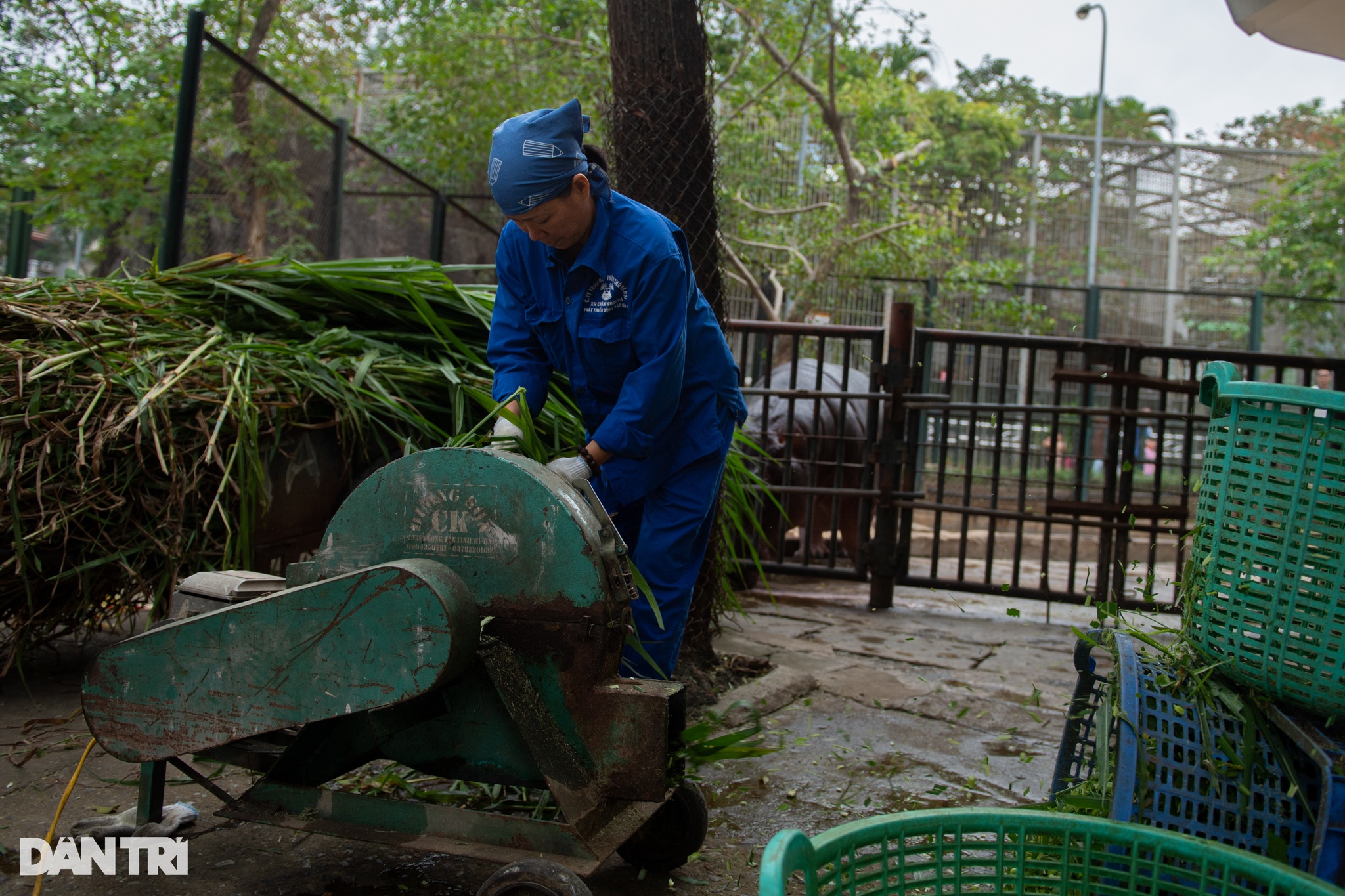 Hà mã con đầu tiên được sinh ra ở Vườn thú Hà Nội, 3 tháng nặng gần 100kg - 6