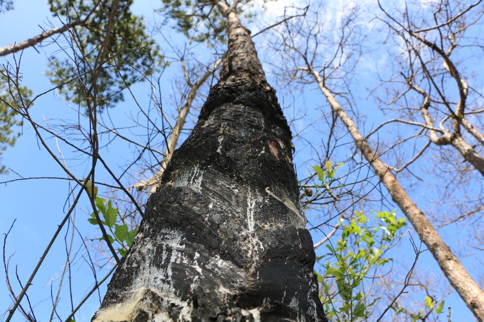 Thông chết, rừng hết thì ai đau? - 7