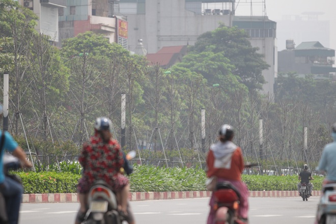 Nắng nóng thiêu đốt hàng trăm cây phong lá đỏ sống như chết khô - 13 Nắng nóng thiêu đốt hàng trăm cây phong lá đỏ sống như chết khô - 13