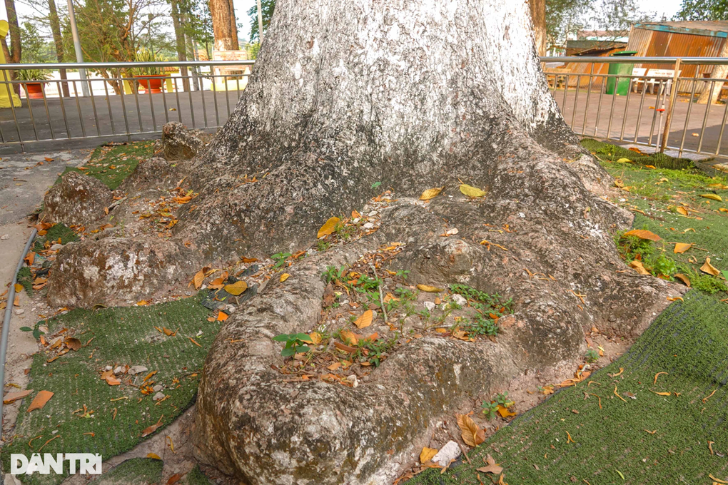 Chiêm ngưỡng cây dầu khủng 200 năm tuổi trên ngọn núi ở An Giang - 4