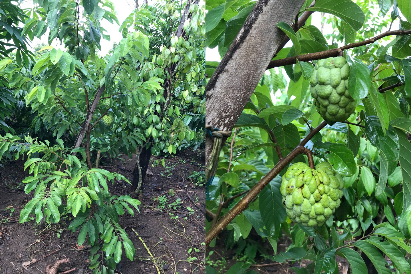 Gia đình Đắk Lắk làm vườn trái cây rộng 500m2 cho các con ăn thỏa thích - 6 Gia đình Đắk Lắk làm vườn trái cây rộng 500m2 cho các con ăn thỏa thích - 6