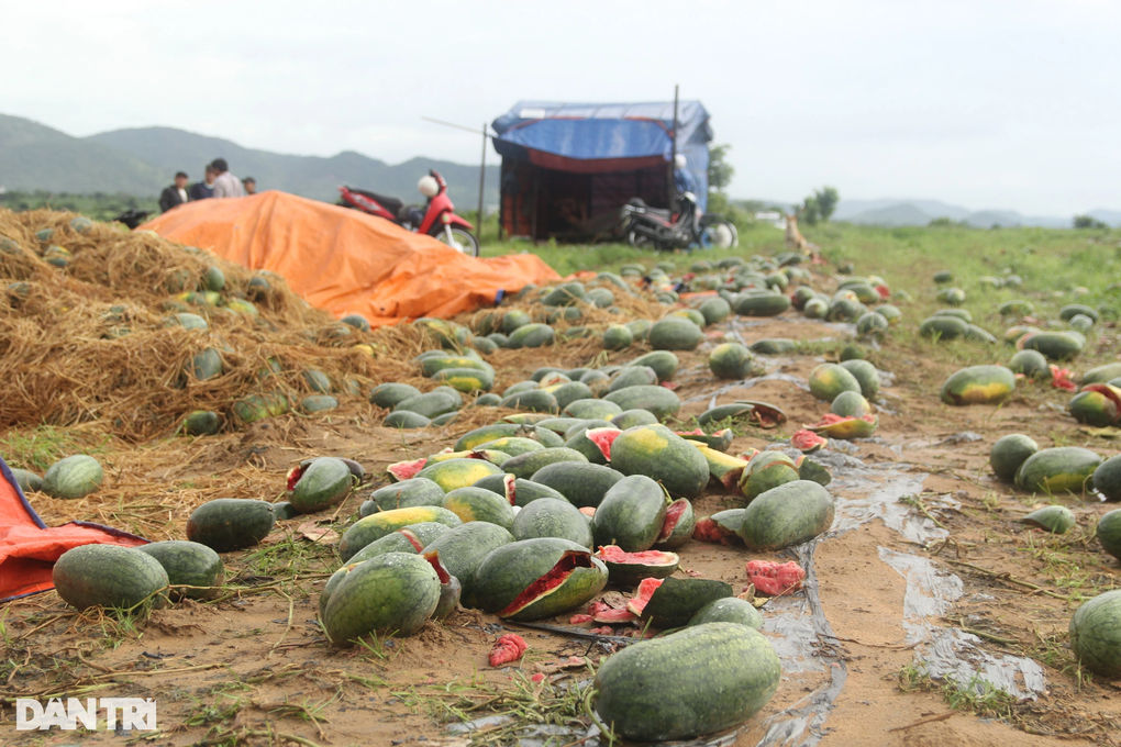 52ha dưa hấu bị mưa nhấn chìm, nông dân khóc nghẹn vì trắng tay - 1 52ha dưa hấu bị mưa nhấn chìm, nông dân khóc nghẹn vì trắng tay - 1