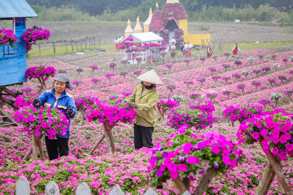Đồi hoa ngọc thảo hồng đẹp như tranh vẽ tại Hà Nội - 2 Đồi hoa ngọc thảo hồng đẹp như tranh vẽ tại Hà Nội - 2