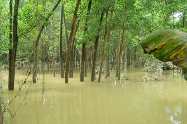 Dân Hà Nội thấm nỗi khổ mưa ngập như cảnh bão lũ miền Trung