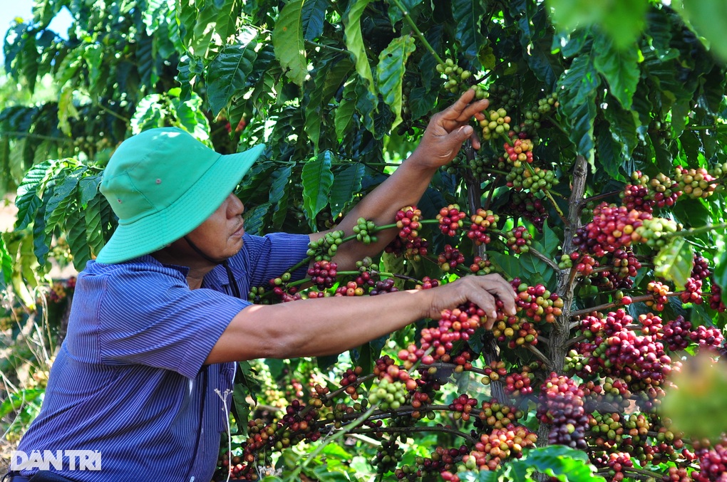 Giá cà phê tăng gấp đôi, chính quyền ra yêu cầu khẩn - 2