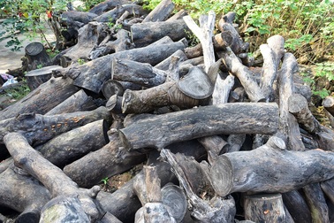 Gỗ cây cổ thụ chất đống nhiều năm trong công viên giữa Thủ đô