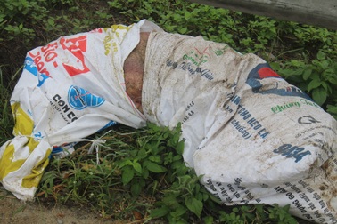 Rùng mình xác lợn thối rữa vứt dọc quốc lộ