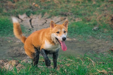 “Tứ đại Quốc khuyển” Việt Nam, muốn mua cũng phải chờ cả năm