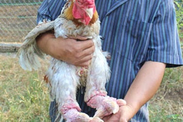 Đặc sản “lạ và hiếm” bán chạy