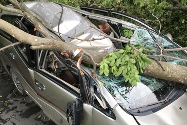 Hiện trường kinh hoàng ôtô bị cây xanh đè bẹp, tài xế mắc kẹt sau tay lái