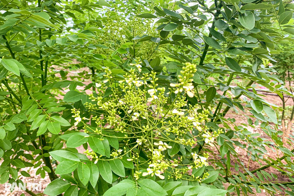 Mang giống dược liệu đất Bắc lên vùng cằn cỗi, kiếm nửa tỷ mỗi tháng - 3 Mang giống dược liệu đất Bắc lên vùng cằn cỗi, kiếm nửa tỷ mỗi tháng - 3