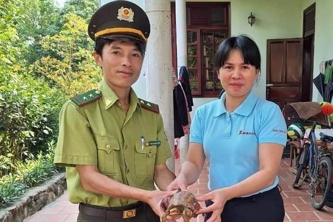 Rùa hộp trán vàng quý hiếm bò vào nhà dân ở Thừa Thiên Huế - 1