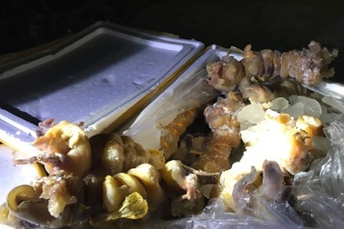 Hơn 2 tạ tai, chân, mũi bò qua sơ chế không giấy tờ suýt vào nhà hàng