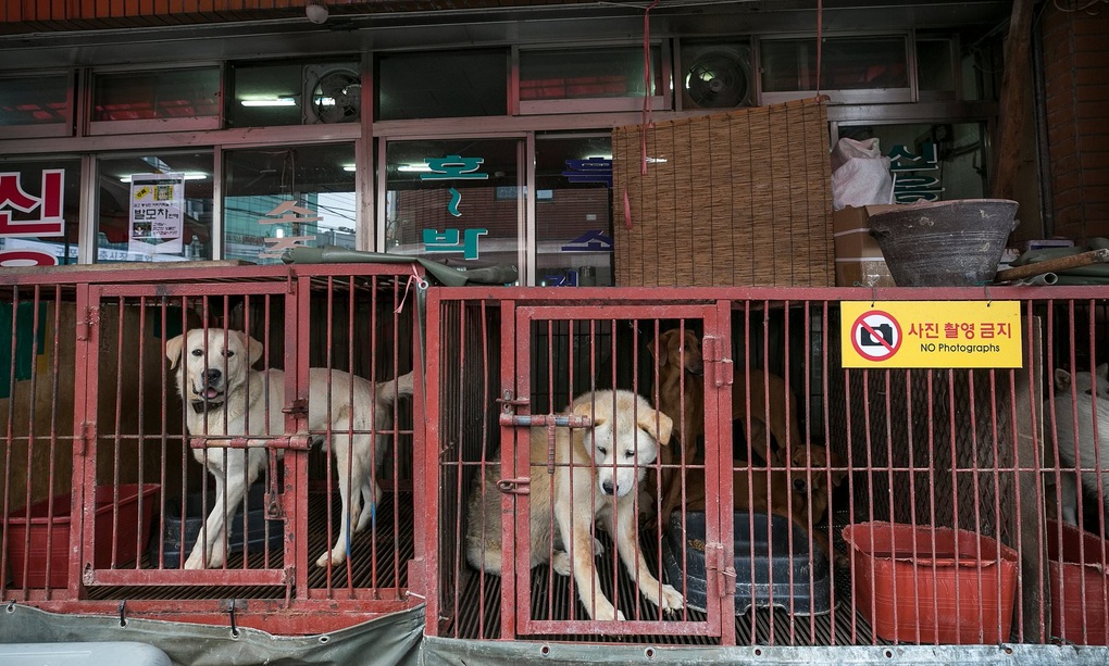 Tranh cãi nảy lửa về ăn thịt chó: Giới trẻ Hàn bảo không, người già nói có - 3 Tranh cãi nảy lửa về ăn thịt chó: Giới trẻ Hàn bảo không, người già nói có - 3