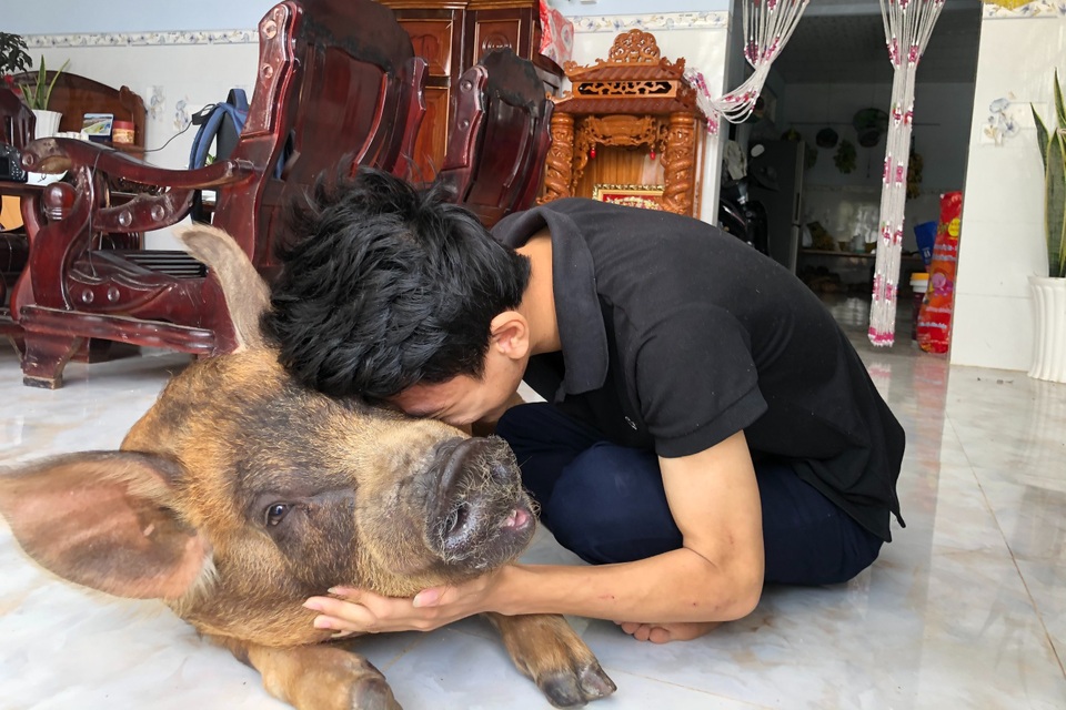 Chú heo 50kg được chủ cho ở trong nhà, chiều như thú cưng - 2 Chú heo 50kg được chủ cho ở trong nhà, chiều như thú cưng - 2
